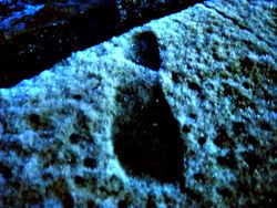 IMG_3311 1