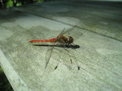 IMG_3957