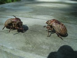 IMG_3958